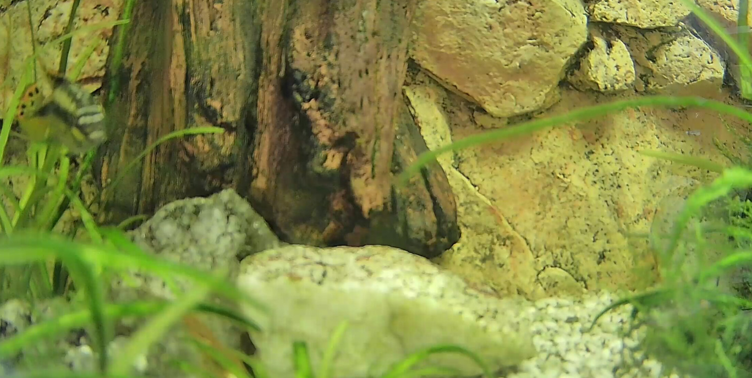 Miniatura streama Rybki